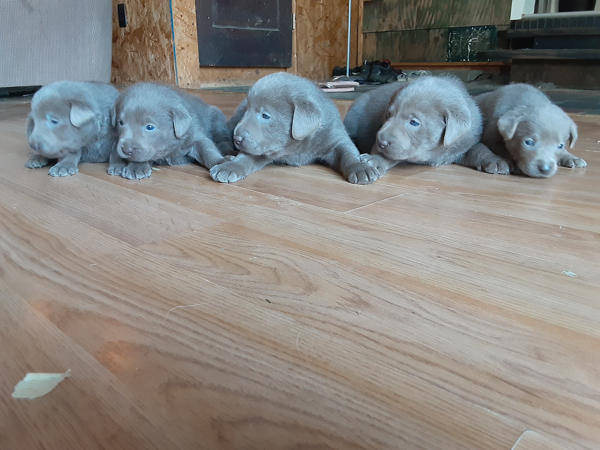 Silver Lab Ranch | Centerville PA