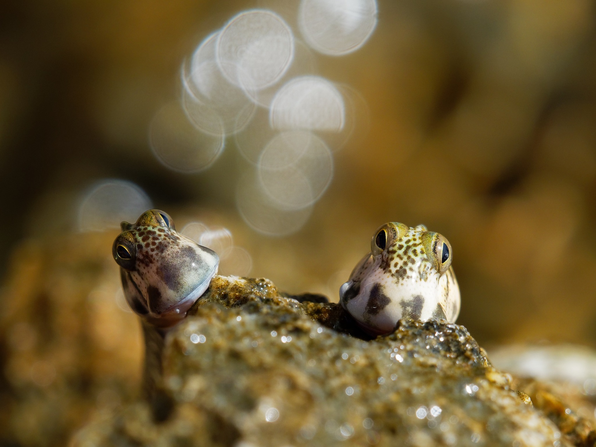 Four-eyed fish and mudskippers, unique aquatic creatures