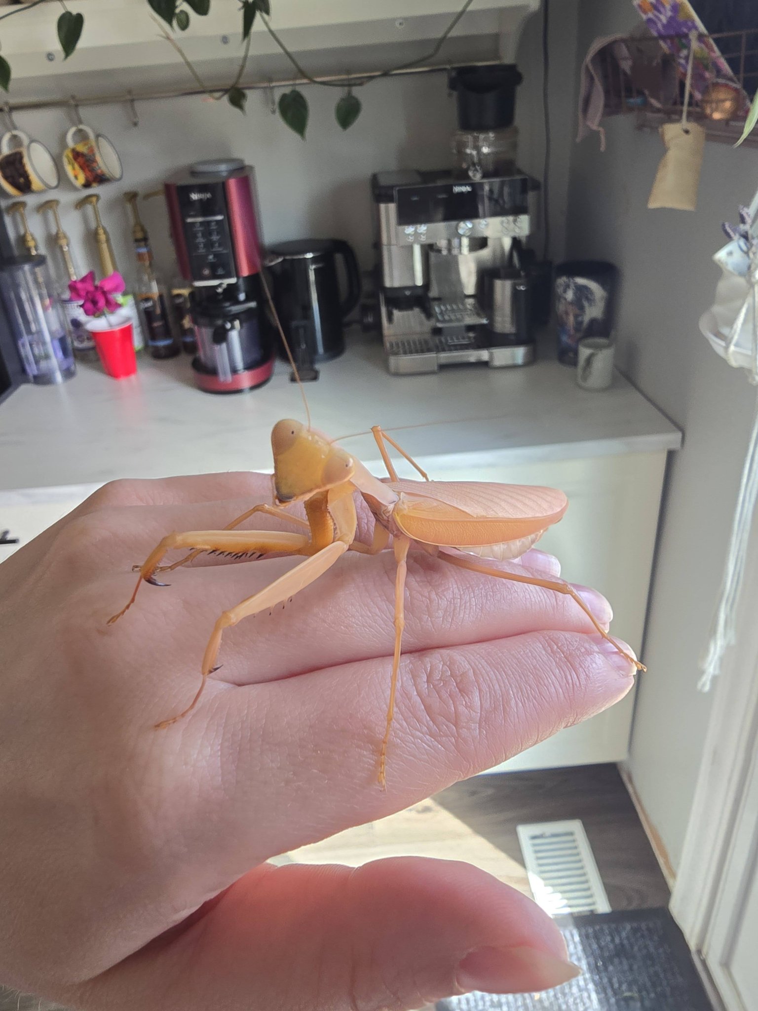 Praying mantis eye color change in low light