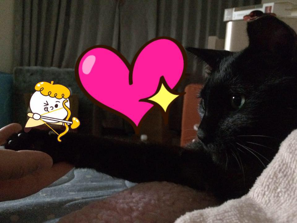 閃電霹靂貓王樂寶 Home Facebook
