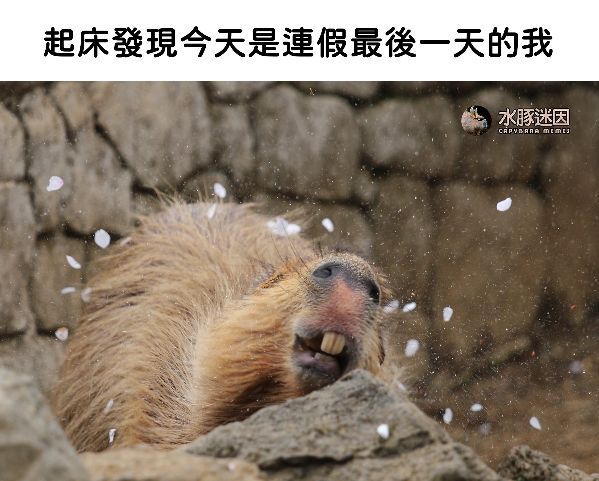 這個連假依舊一樣很水豚 - Source:... - 水豚迷因 Capybara Memes