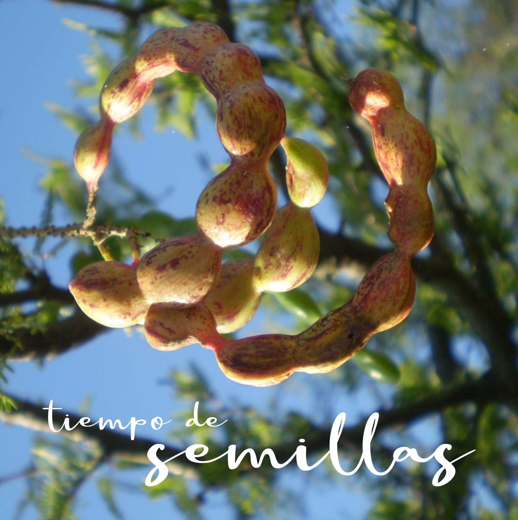 RECOLECCIÓN DE SEMILLAS DE NATIVAS... - Reserva El Potrero | Facebook