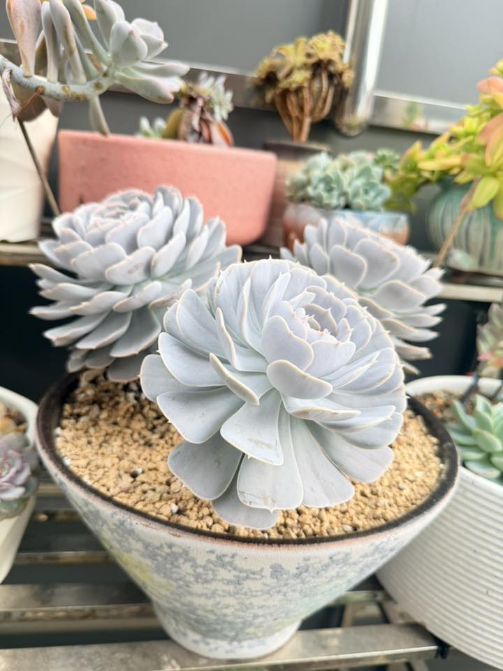 种植一年😍😍