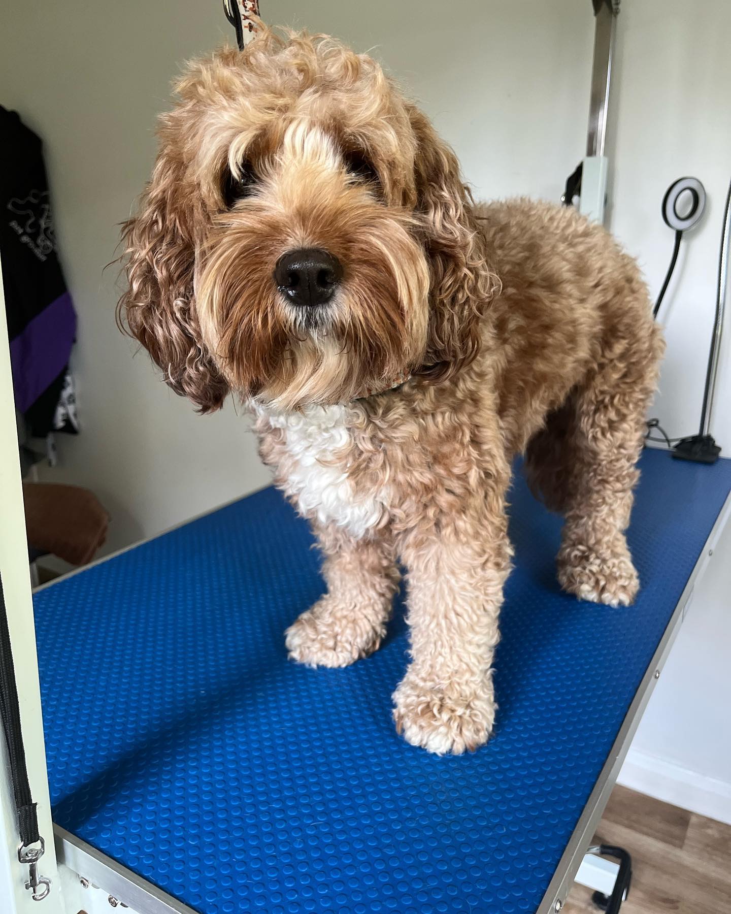 Los Perritos Dog Grooming | Guildford