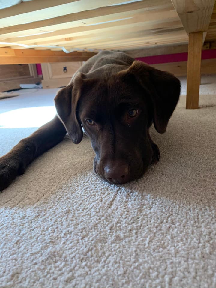 THE CUTEST LABRADOR... - Labrador Retriever Rescue Scotland