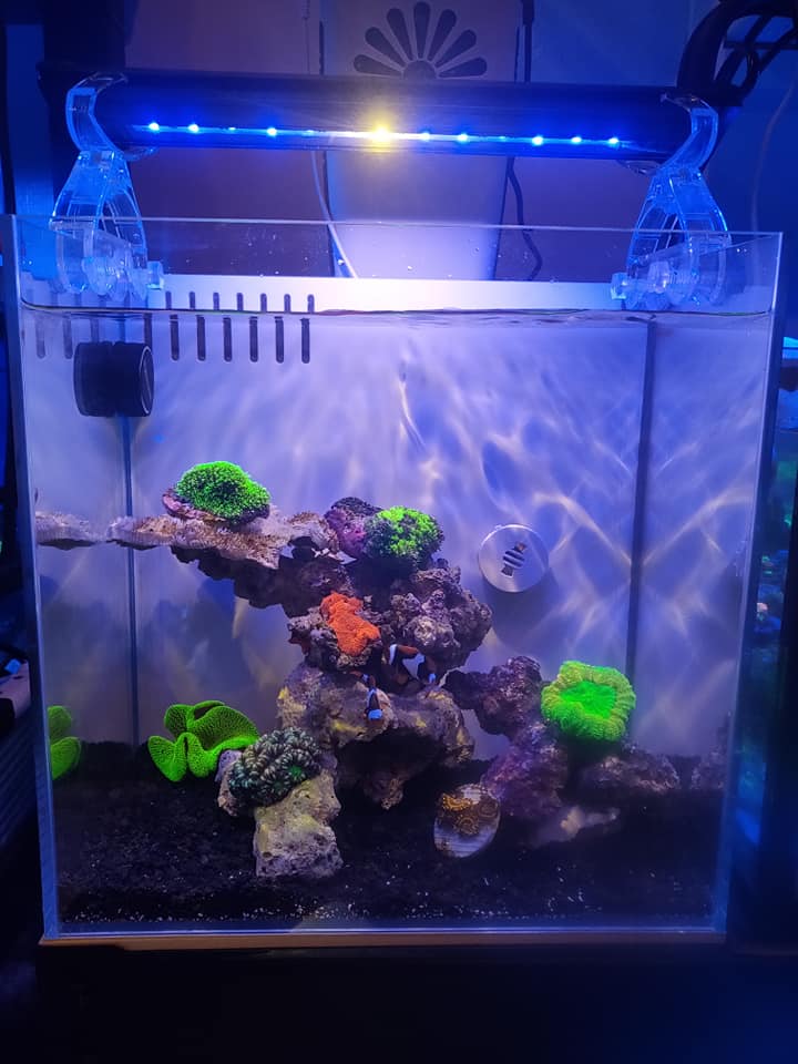 戀海水族館 特推一尺立方背濾缸 適合 海水 淡水 海馬 混養缸背景有兩款顏色 黑 白 有需要請私訊粉專 Facebook