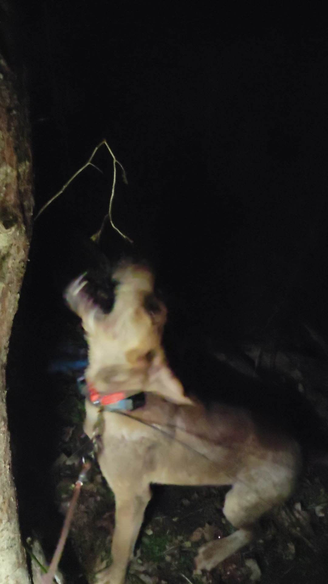 2025 Kraken Pup Hunt winner Whatz Kraken Rip