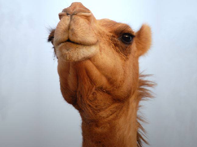 جدري الإبل Camel Pox الابل سفينة الصحراء Facebook