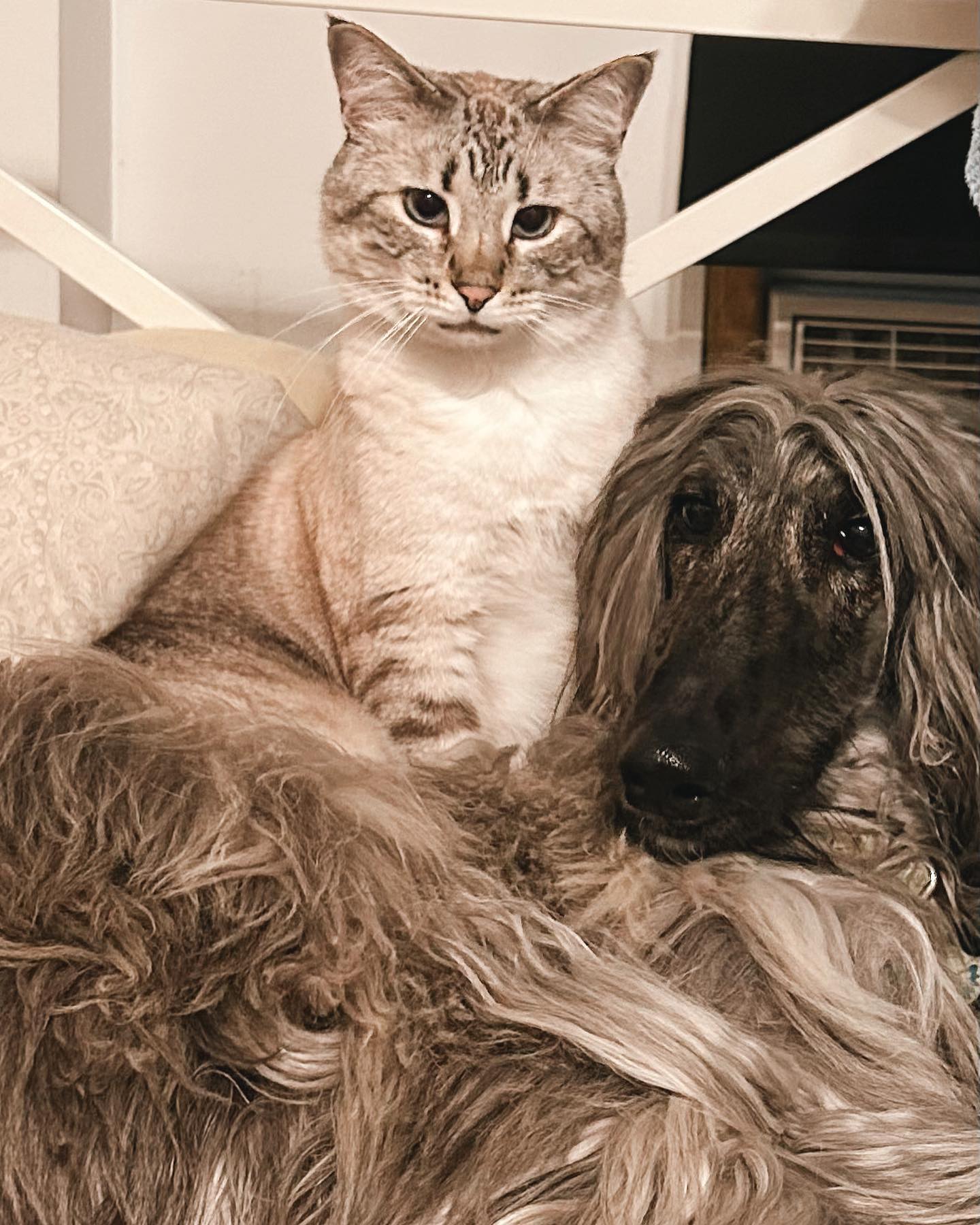 Healthy Pets Salt Lake City | Salt Lake City UT