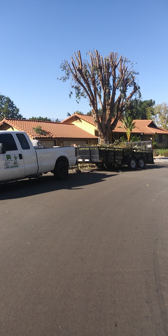 JR Tree Service