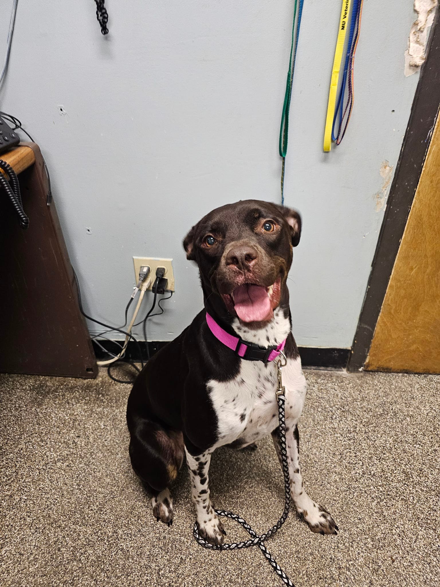 エミリー Found puppy near ZX gas station on Providence
