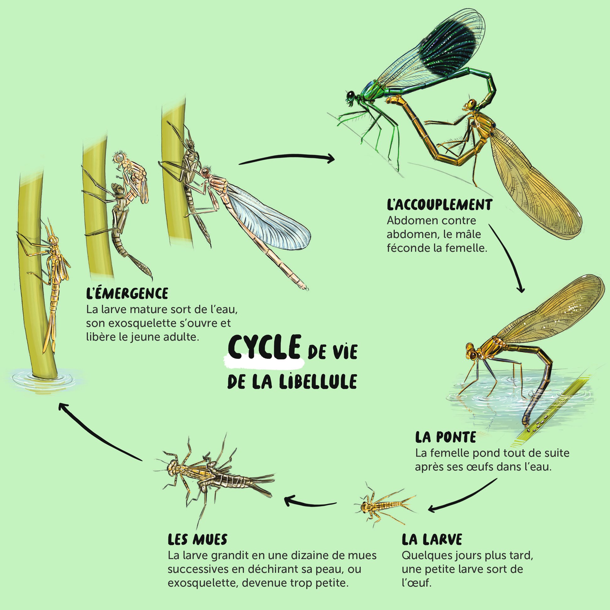 Wapiti Le Cycle De Vie D Une Libellule Www Wapiti Magazine Com Facebook