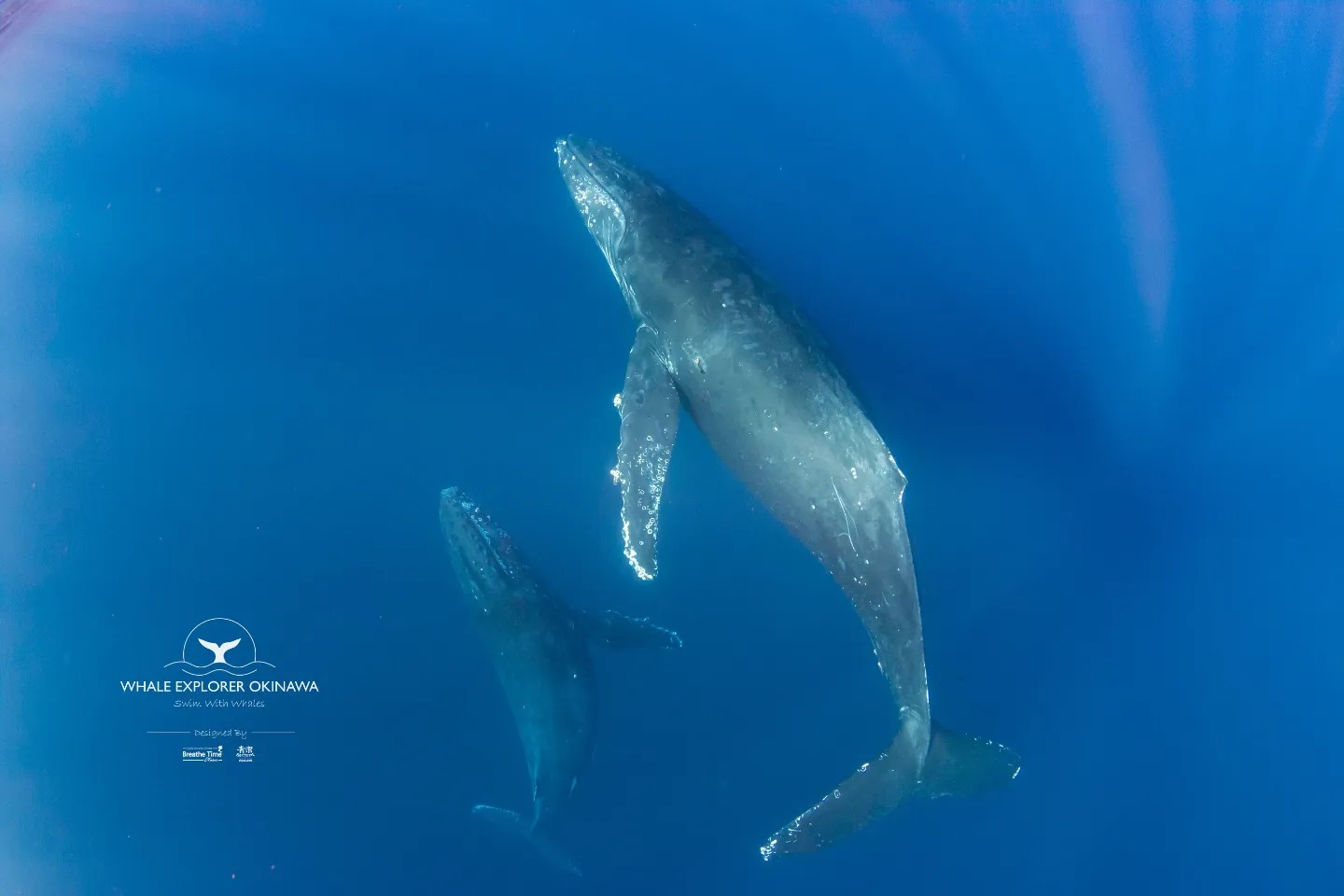2024年度首航！！！🐋🐋🐋... - Whale Explorer Okinawa 沖繩與鯨共游