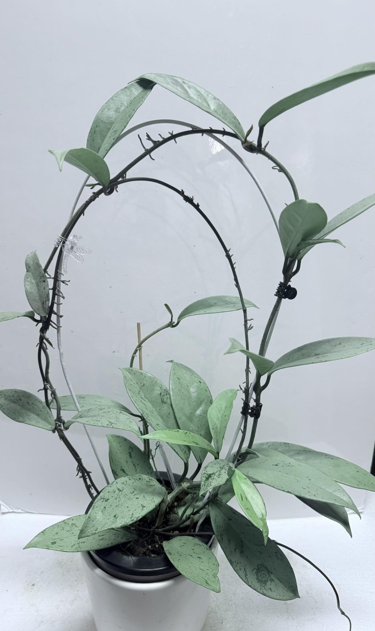 Hoya Pubicalyx Pink Silver Ghost plant features