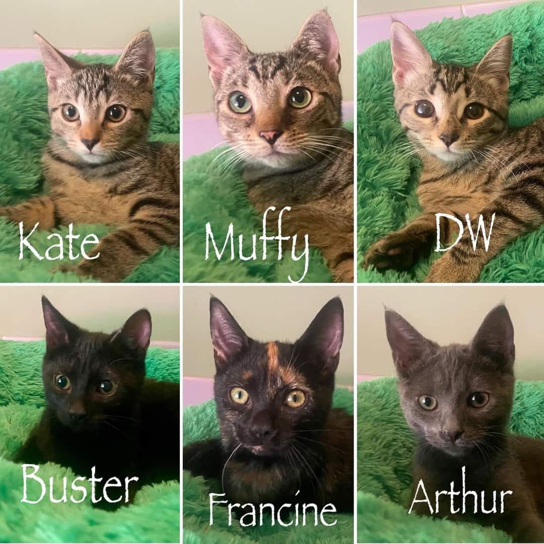 SOS Pet Rescue - A beautiful glow up for our babies with... | Facebook