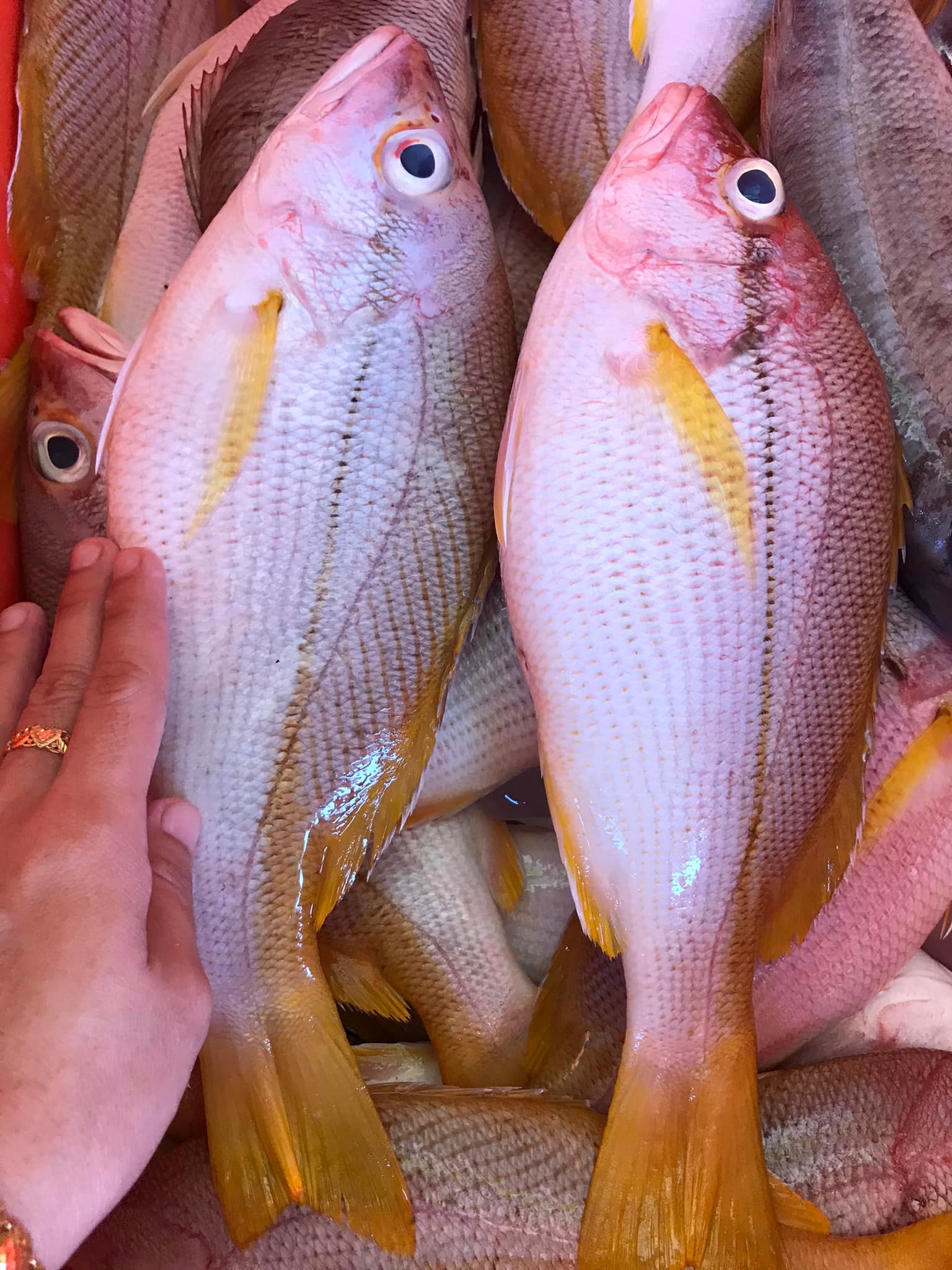 Aishwa Fish | Tawau
