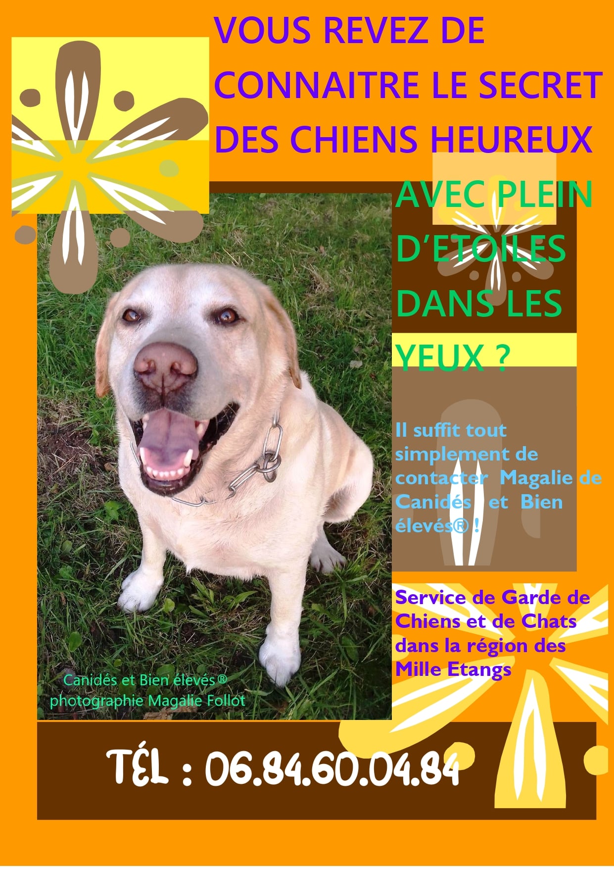 Annonce Pour Promener Des Chiens