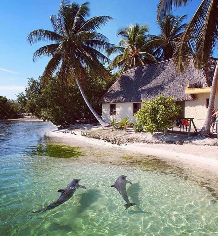 Avantgardens - Dolphin spotting at Playa Sirena, Cuba. Photo ...