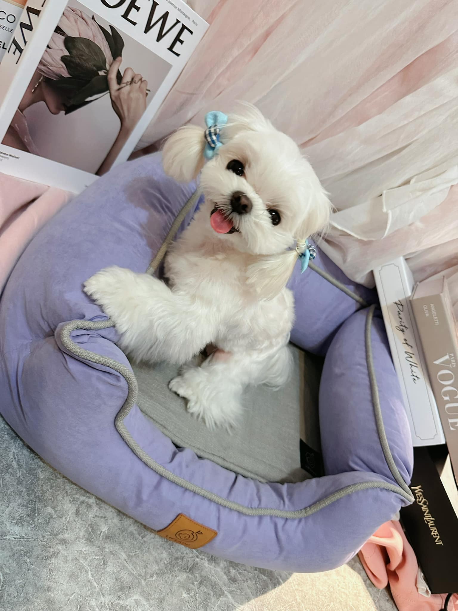 咪妮小賊 - 咪妮超厲害的，一開箱就知道是她的新床床～ 這床床紫色藍色都好漂亮唷～LIFEAPP...