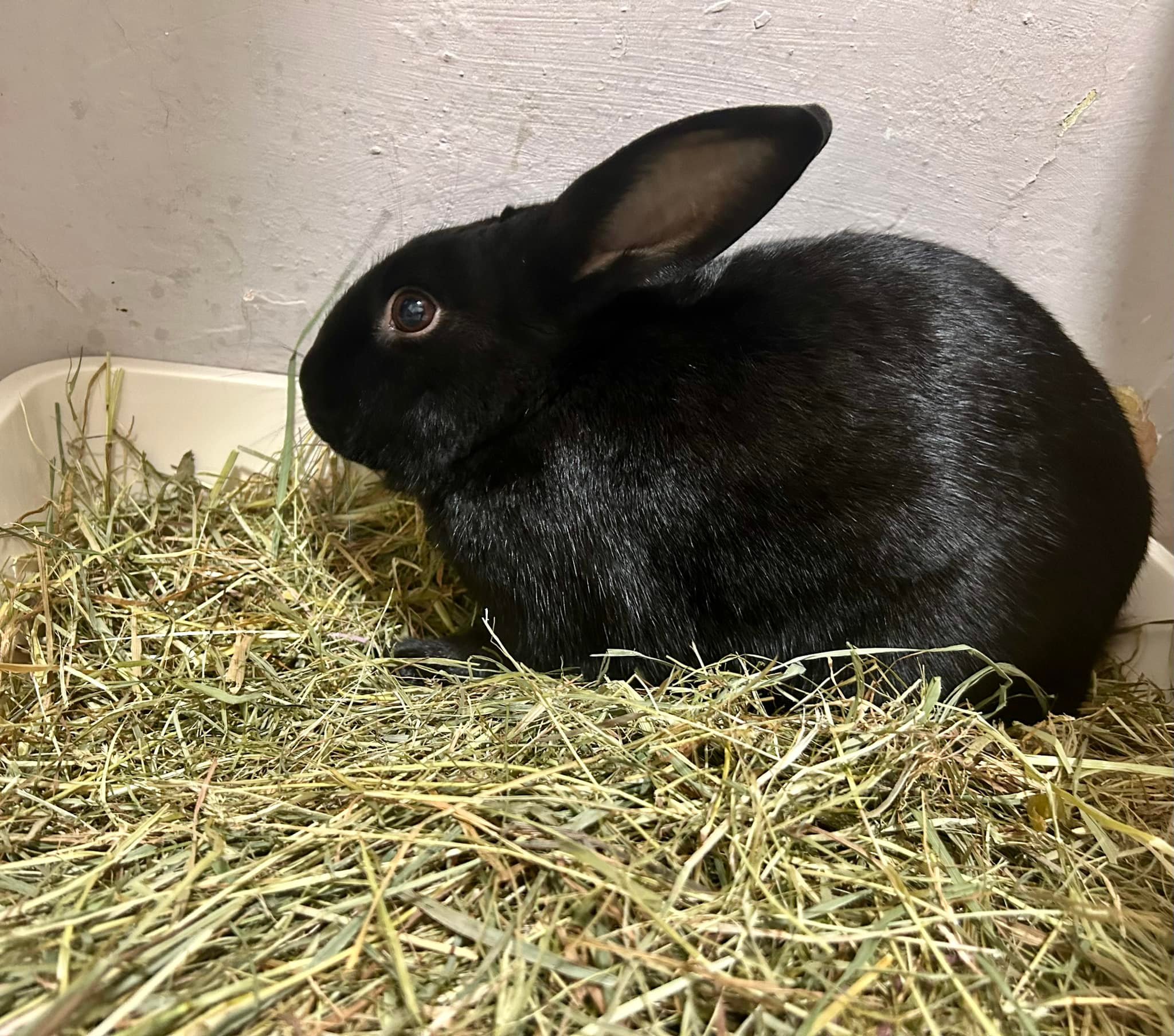 We’ve recently tried a new hay... - Shrewsbury Rabbit Rescue | Facebook
