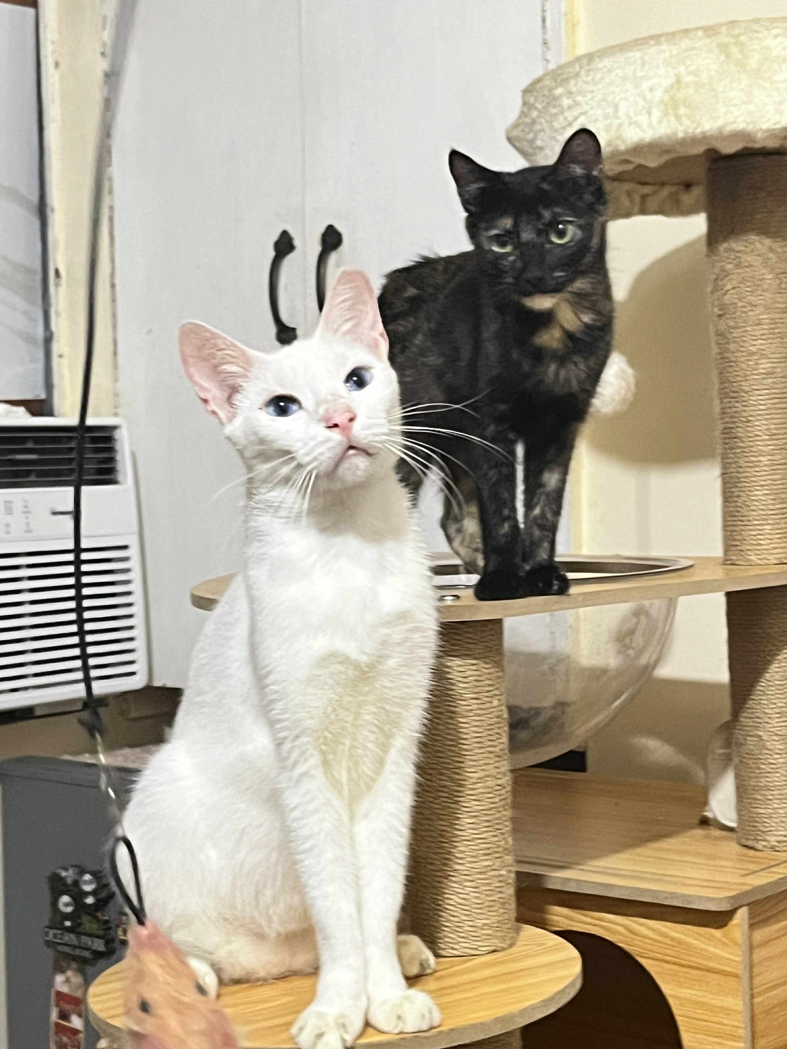 CAT LOVERS PHILIPPINES | Hello po! Ask ko lang po if okay gamitan ng ...