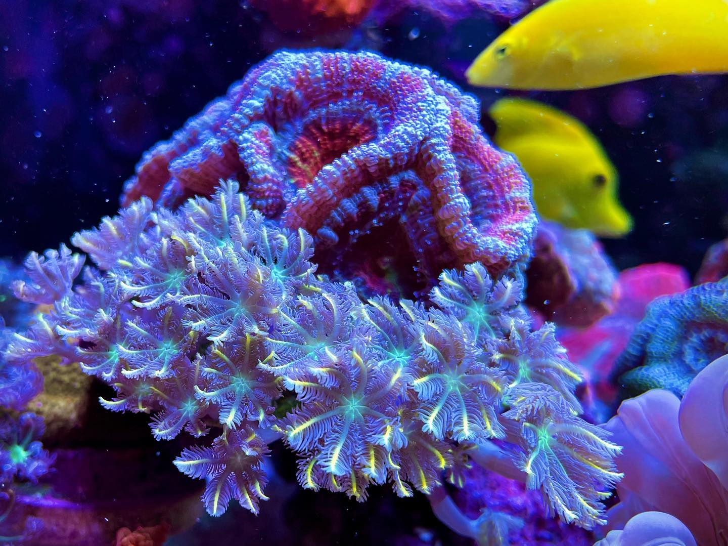 Simple, but stunning colors and... - The Dutch Coral Wizard