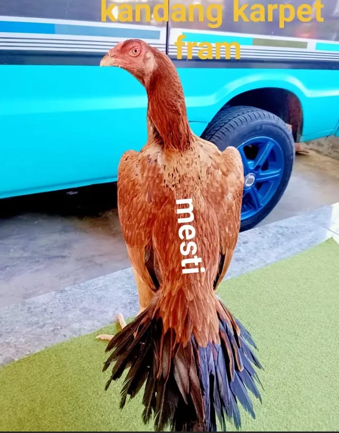 Afandi
