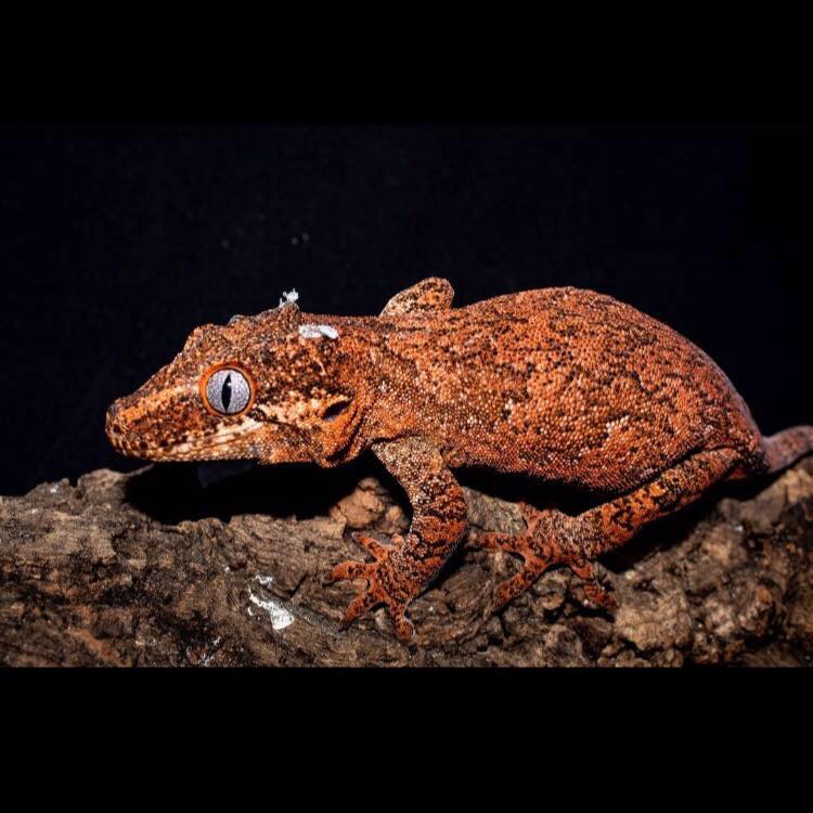 Groovy Geckos