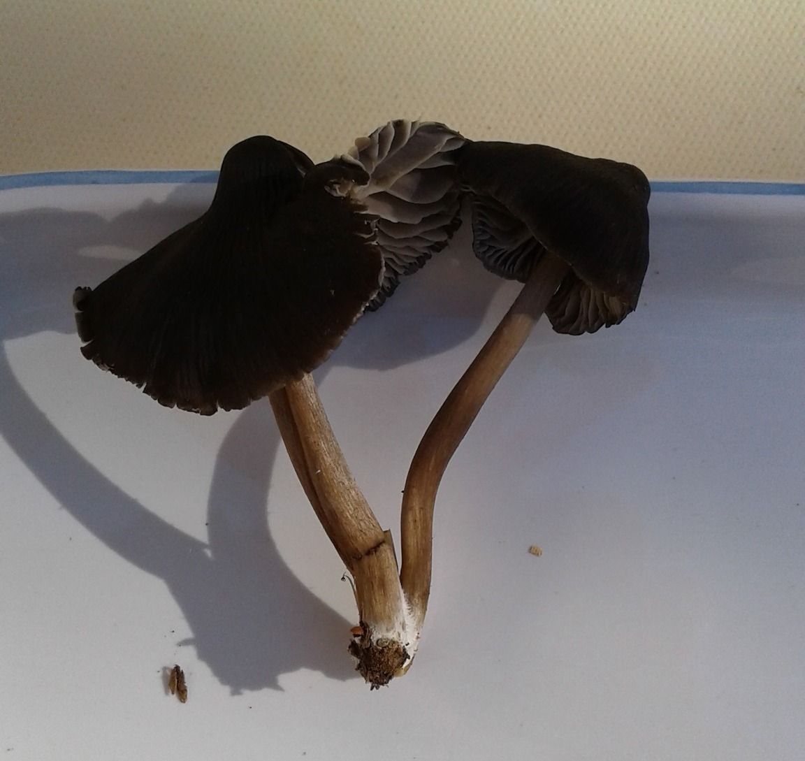 『black space mushroom』 What is this small black mushroom with knobs and dark stripes?