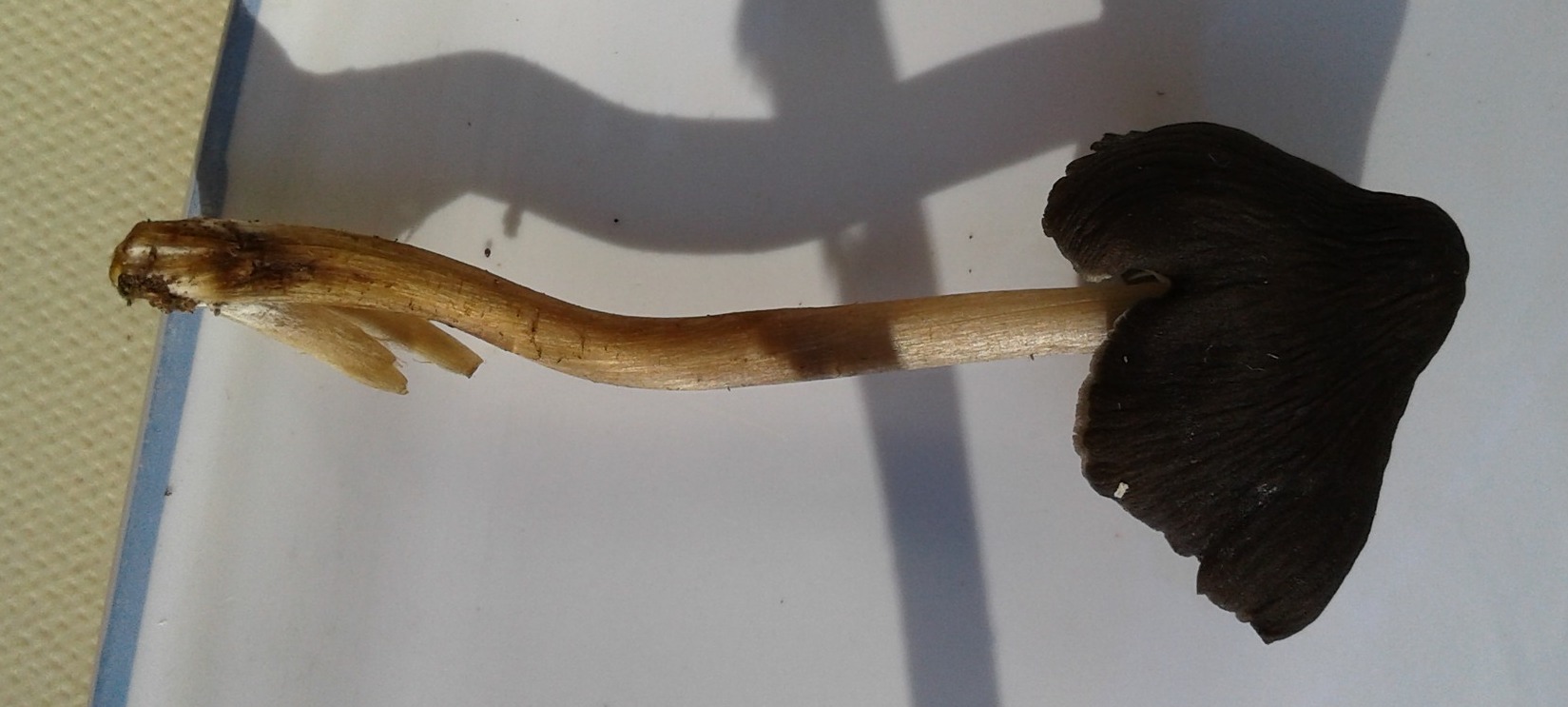 What is this small black mushroom with knobs and dark stripes?