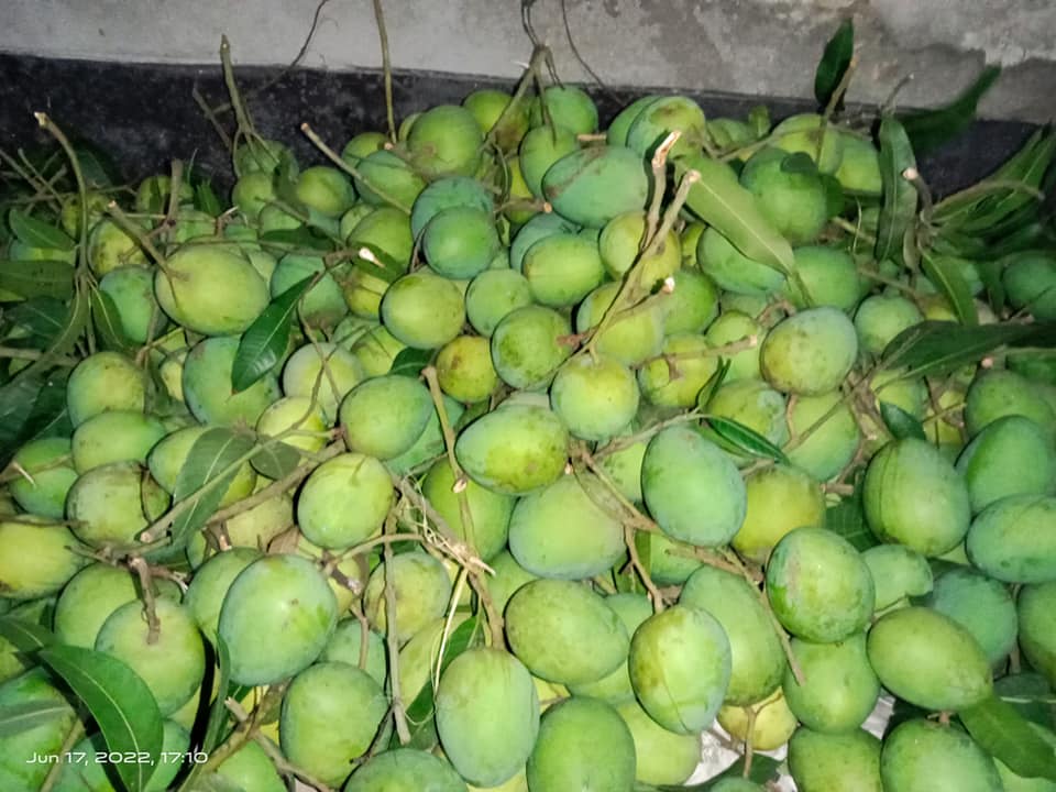 হাঁড়িভাঙ্গা ZM | Rangpur