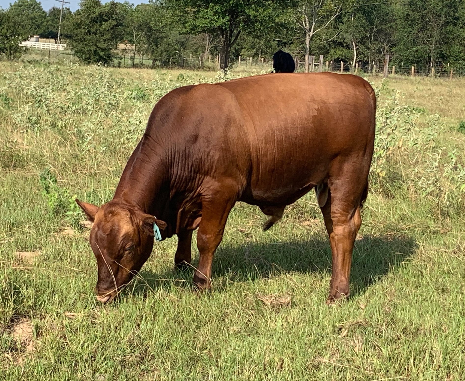 Rocking R Cattle