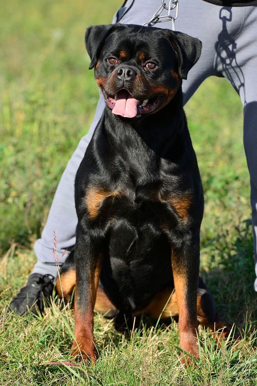 Rottweiler Bittskade CH Vegas Vom Bosniak Rott (Imp. BiH) Von