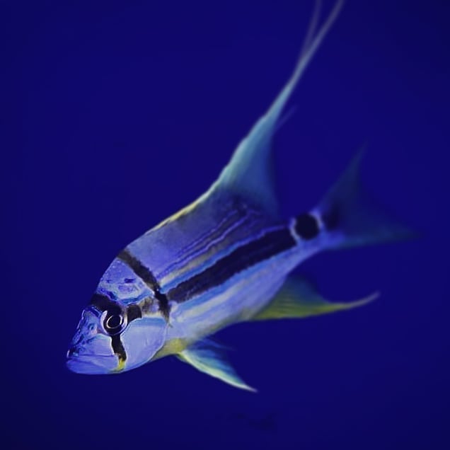 😮: Threadfin Snapper 🌊 Come see this... - Aquarium Artisans | Facebook