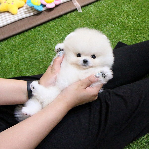 💚💙 RAKI 💙💚 🐶 Korean Import... - MINIPET Philippines