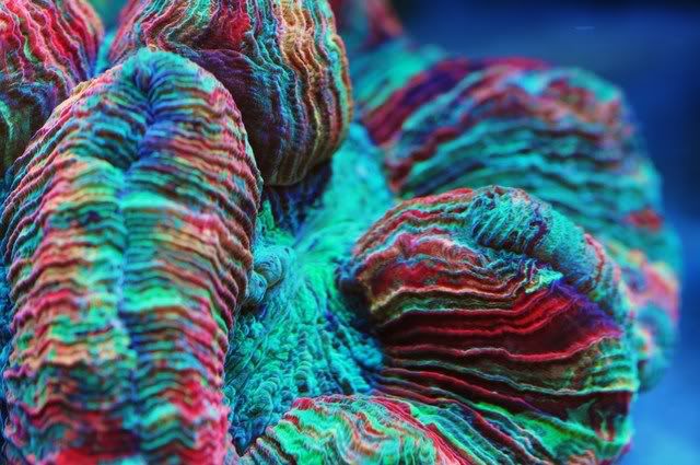 EcoTech Marine - What is the most expensive LPS Coral you...