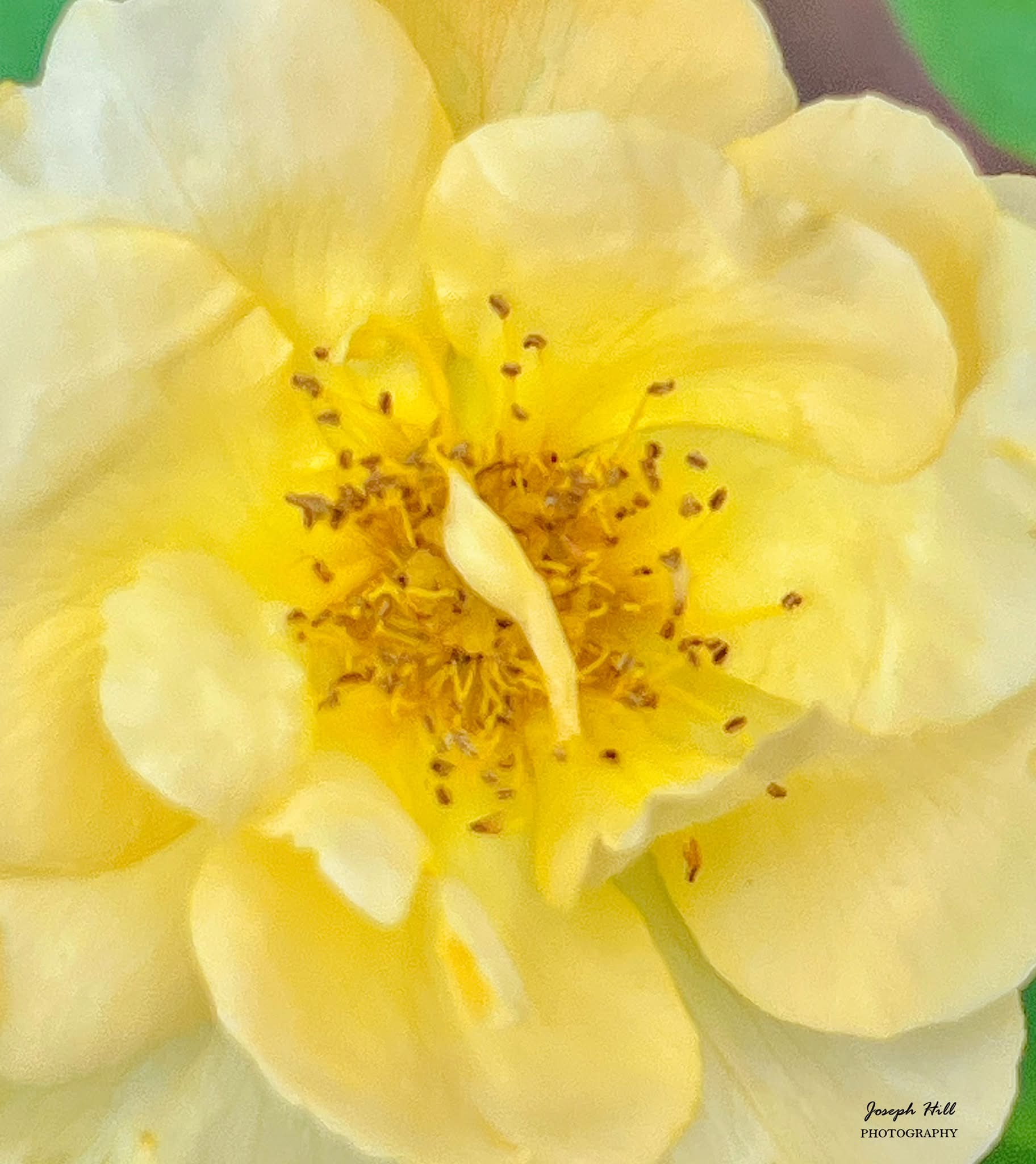 Joseph - Rose🌹 Photo By: Joseph Hill🙂📸🌹 | Facebook