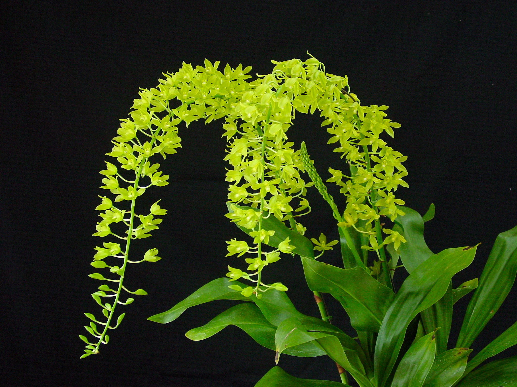 洋蘭 原種 Grammatophyllum scriptum citrinum Gram. scriptum var