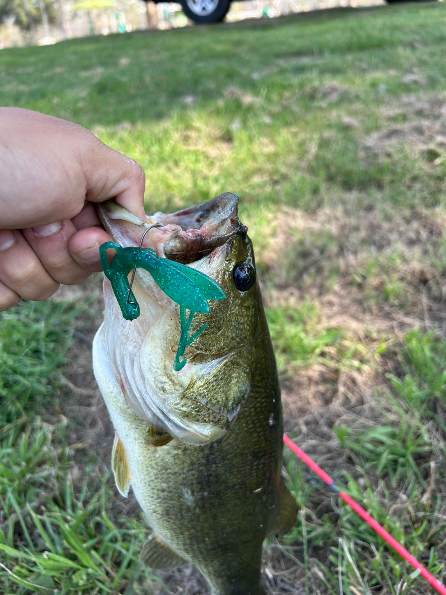 fish sauce fishing lure Hunsy Tails Bait Co natural fish proteins Pro-Cure Super Sauce- Anise- 4