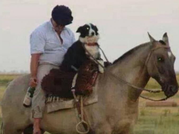 Candy - Ecco un tipico esempio di cane da riporto! | Facebook