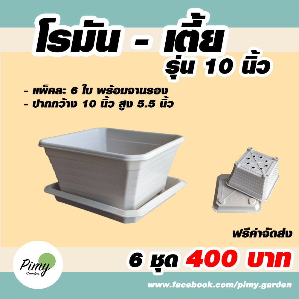 🎊🎊 NEW พร้อมส่งจ้า... - Pimy Garden - กระถางต้นไม้พลาสติก