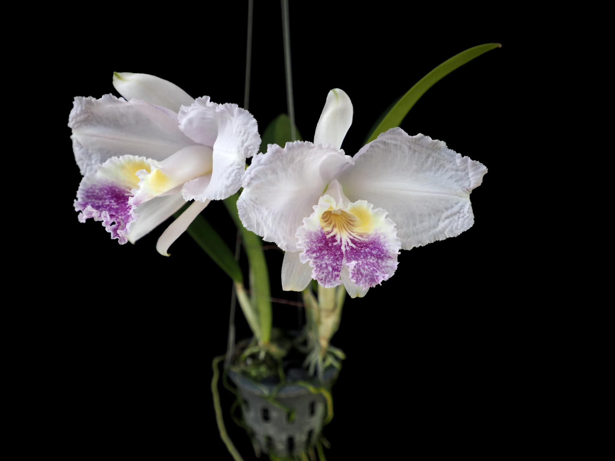 C. lueddemanniana var. coerulea × sib ('Francisco' x 'Cotra')