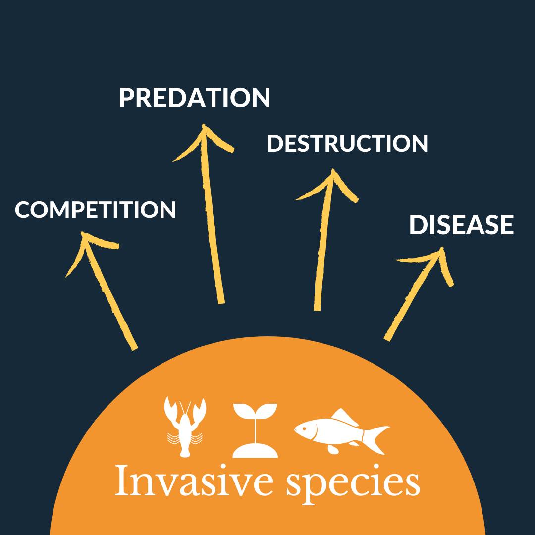 WildFish - Invasive species are one of the top threats to global ...