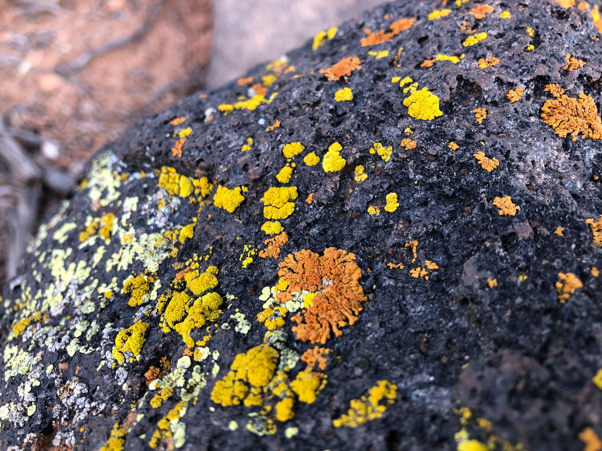 Capitol Reef National Park - What are those vibrant bursts of color ...