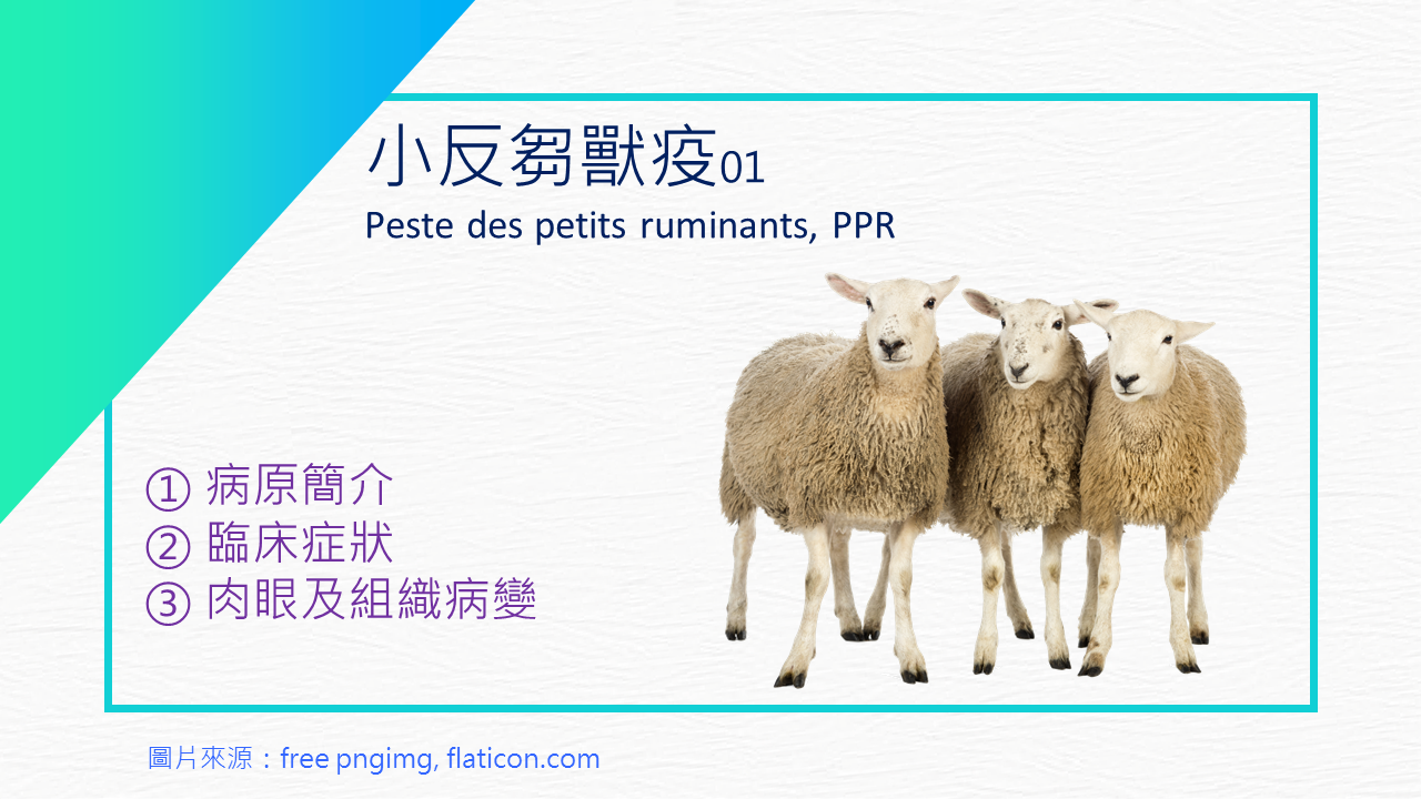 獸醫研究所 - ⚜️小反芻獸疫🐐介紹Part1⚜️... | Facebook