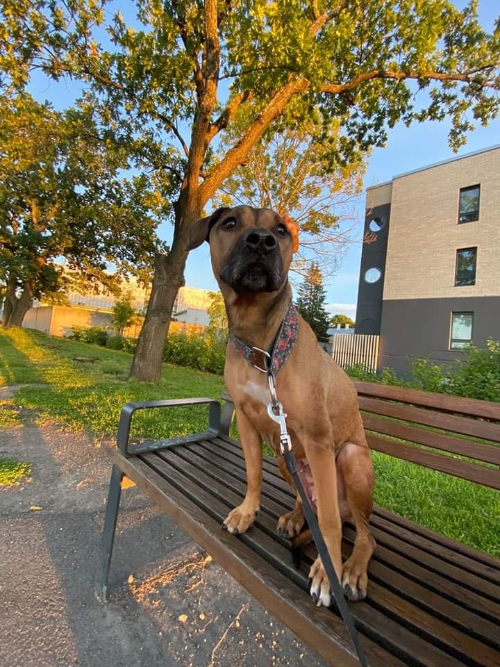 MTÜ HelpDog - ‼️KOER LEITUD‼️ ‼️ Hetkeseisuga on meieni... | Facebook