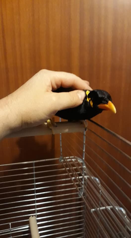 allevamento merli indiani gracula religiosa mino dumontii maina comune ...