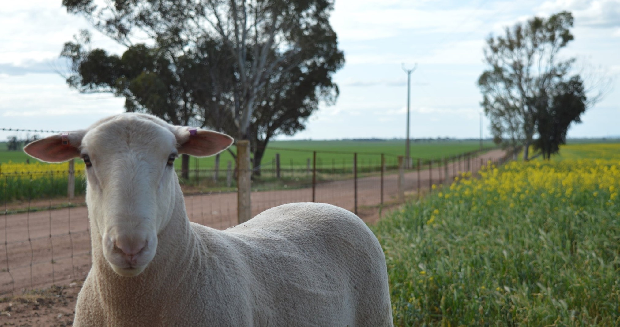 For more details... - Nutrien Livestock - S.A. Stud Stock | Facebook