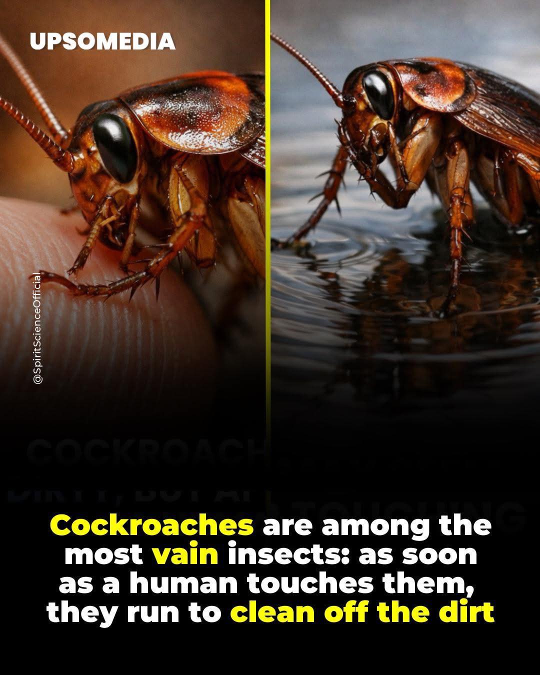 Carlos - Talaga? Yikes Though it may seem strange to us, cockroaches ...