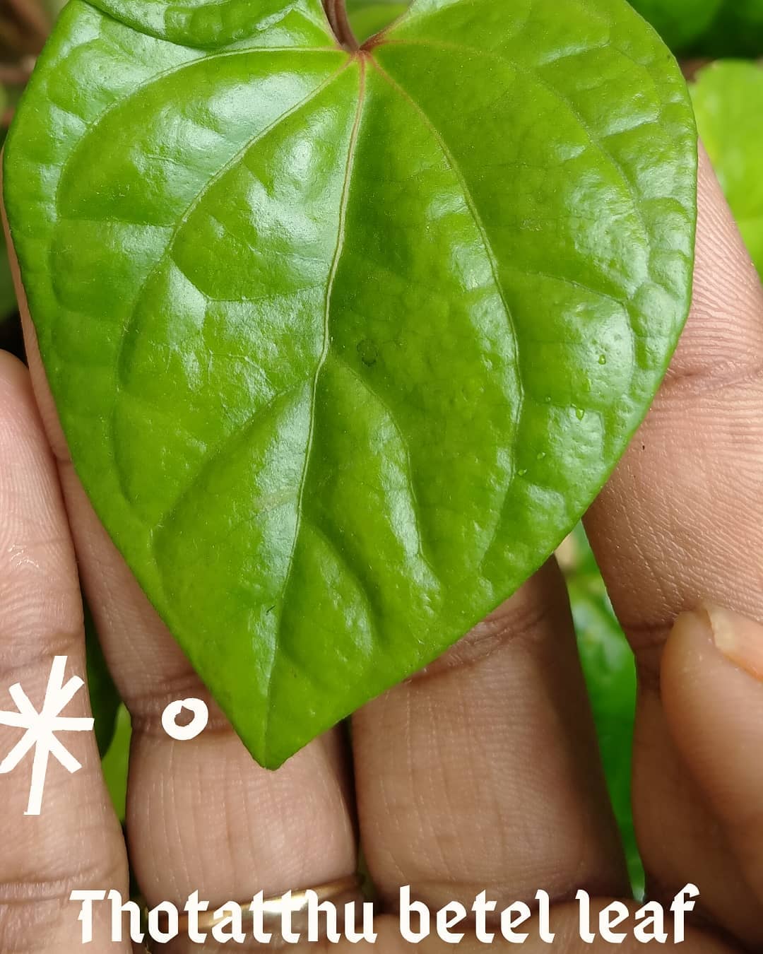 Curated visual reference: Gallery Detail: Bodhi Betel Leaf Plant Becomes Bodhi Pregnancy Care